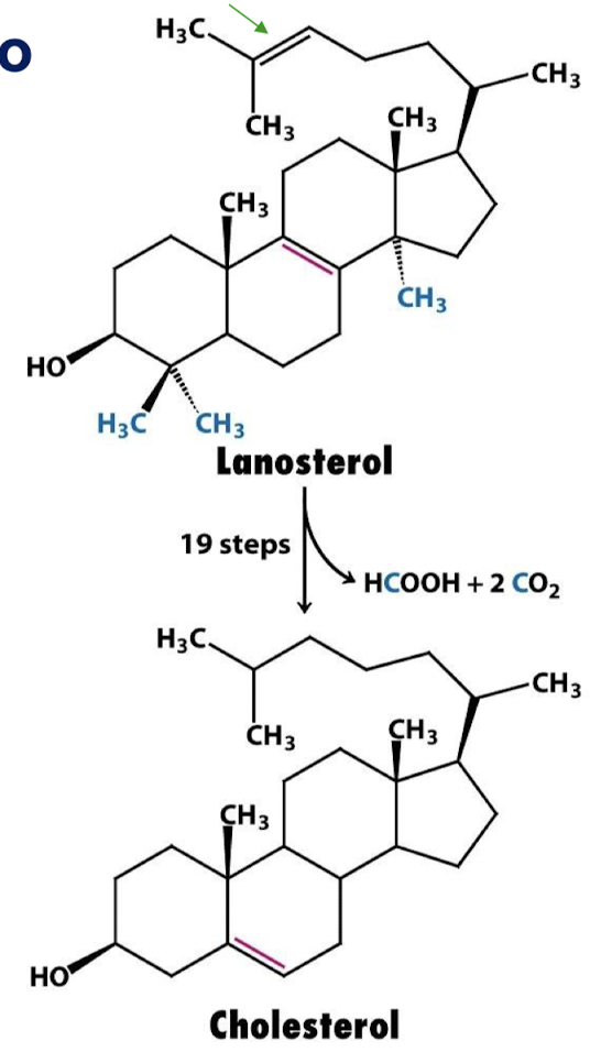 <p>19 reactions catalyzed by enzymes associated with ER membranes</p>