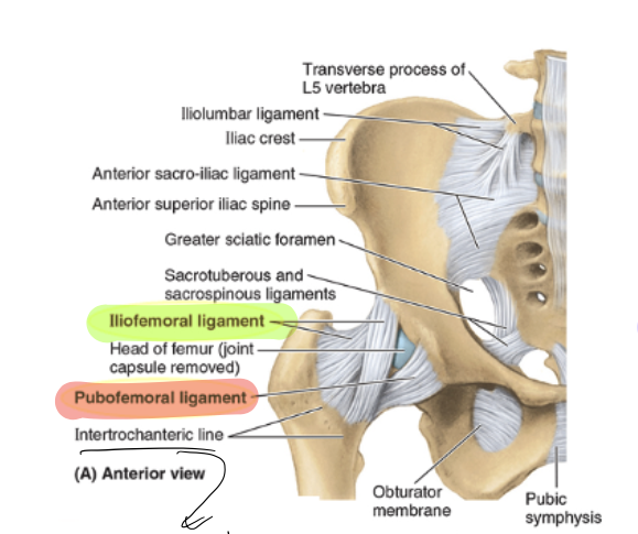 <p>arises from the pubic bone, prevents over-abduction, tightens during extension/abduction </p>