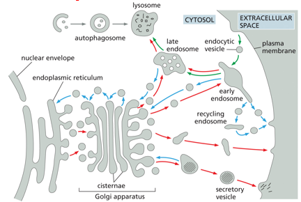<p>endocytic pathway ( )- molecules are ingested in ( ) derived from the ( ) and delivered to ( ) and then to ( )&nbsp;</p>