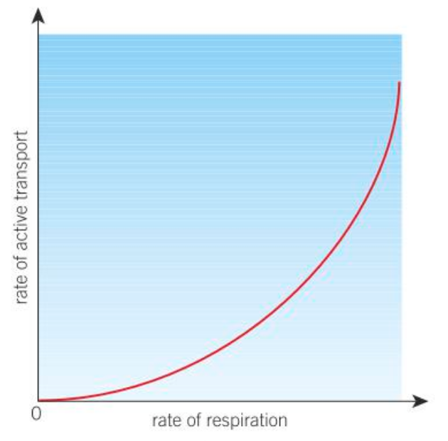 <p>Since active transport requires energy, the rate of cell respiration that produces the energy required for active transport is closely linked to the rate of active transport.</p>
