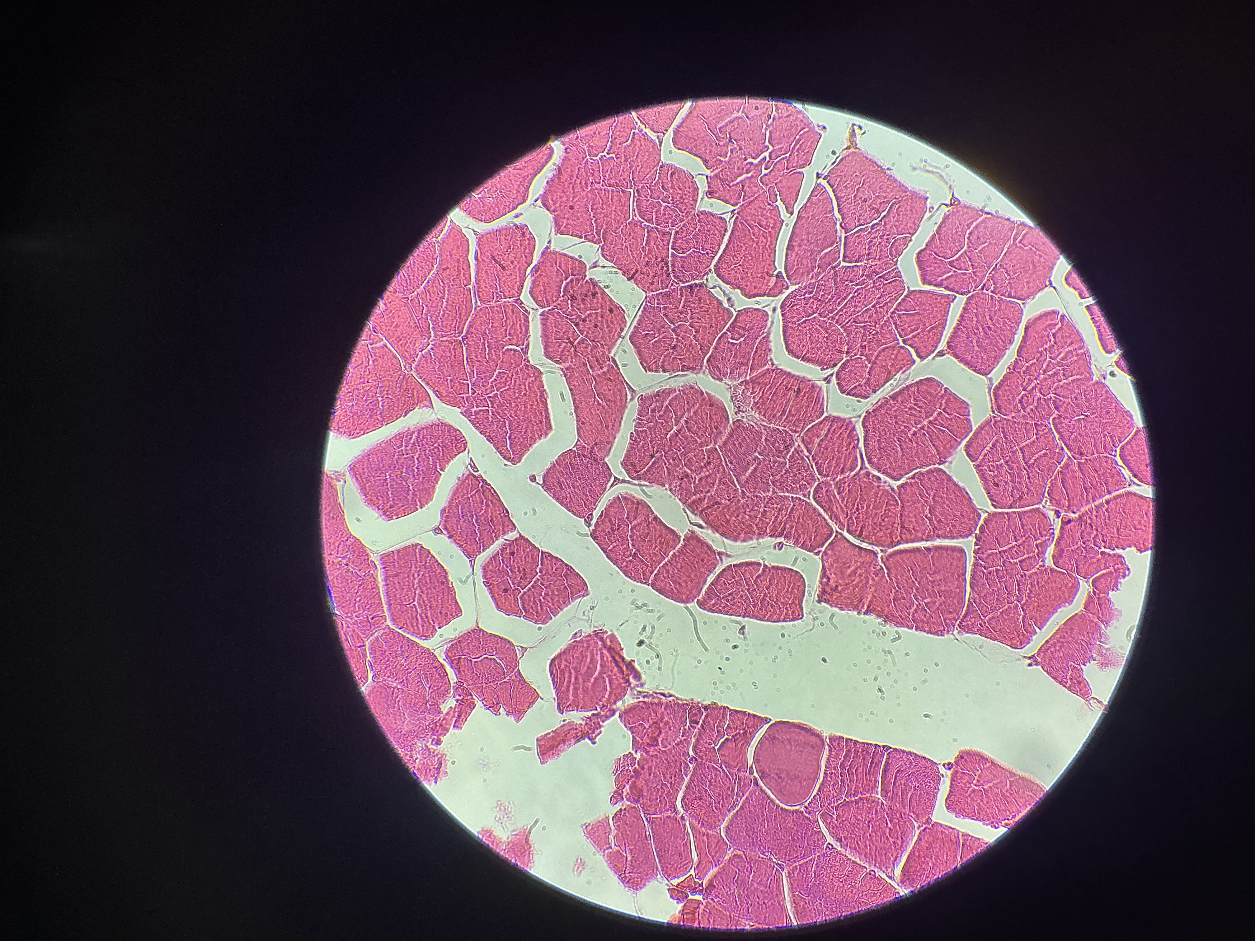 <p>what tissue is this?</p>