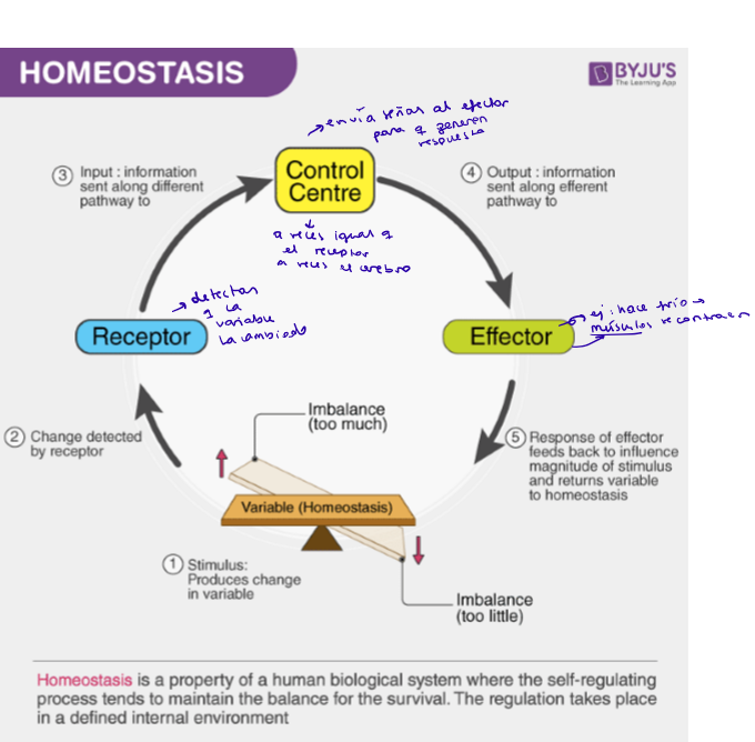 <ol><li><p><strong>Stimulus:</strong> change in variable (imbalance)</p></li><li><p><strong>Receptor</strong> detects change</p></li><li><p><strong>Input:</strong> info sent a different pathway to <strong>control center</strong></p></li><li><p><strong>Output:</strong> info sent along a different pathway to the <strong>effector</strong></p></li><li><p>Response of <strong>effector</strong>: the mechanism that has an effect on the variable and produces a response. The response is monitored continuosly by the sensor, that sends info to the control center (feedback loop)</p></li></ol><p></p>