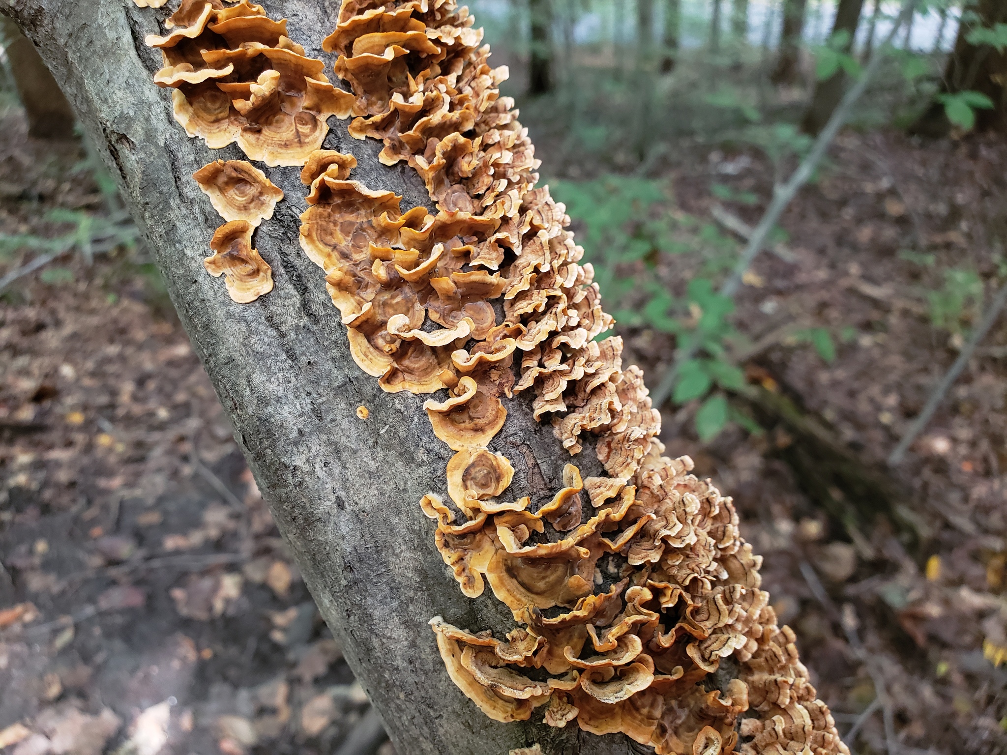 <p>What fungus is this? (Scientific name)</p>