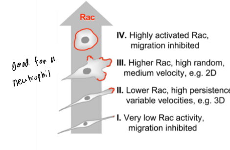 <p>cell velocity and persistence</p>