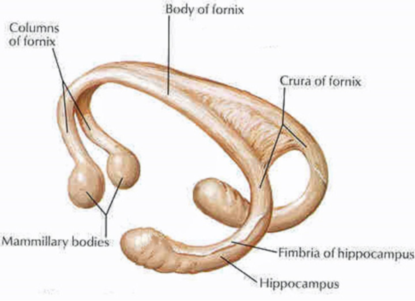 <p>fornix</p>