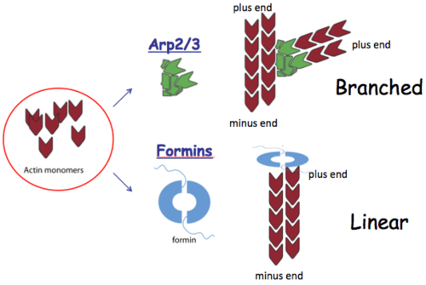<p>Nucleation Promoting Factor</p>