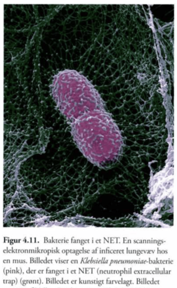 <p>Neutrofile granulocytter indgår i en process hvor cellens kromatin udfoldes til et net.</p><p>I nettet sidder der nogle antibakterielle peptider og enzymer.</p><p>Nettet indfanger bakterier og slår dem herefter ihjel.</p>