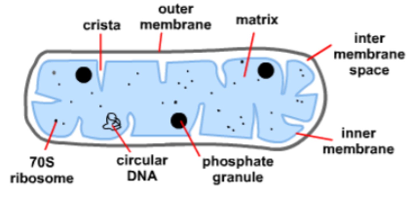 <p>including:<br>- inner membrane<br>- outer membrane <br>- cristae<br>- matrix <br>- intermembrane space</p>