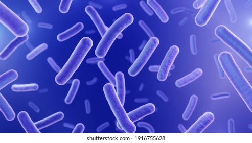 <p>What bacteria shape is shown below?</p>