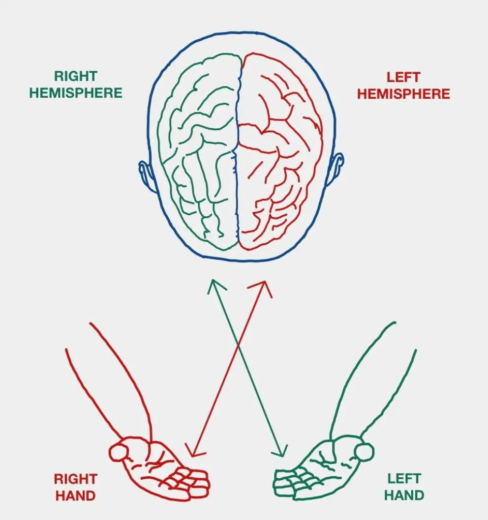 <p>mostly from the <strong><em><em></em></strong><strong><em></em></em></strong> side of the body.</p>