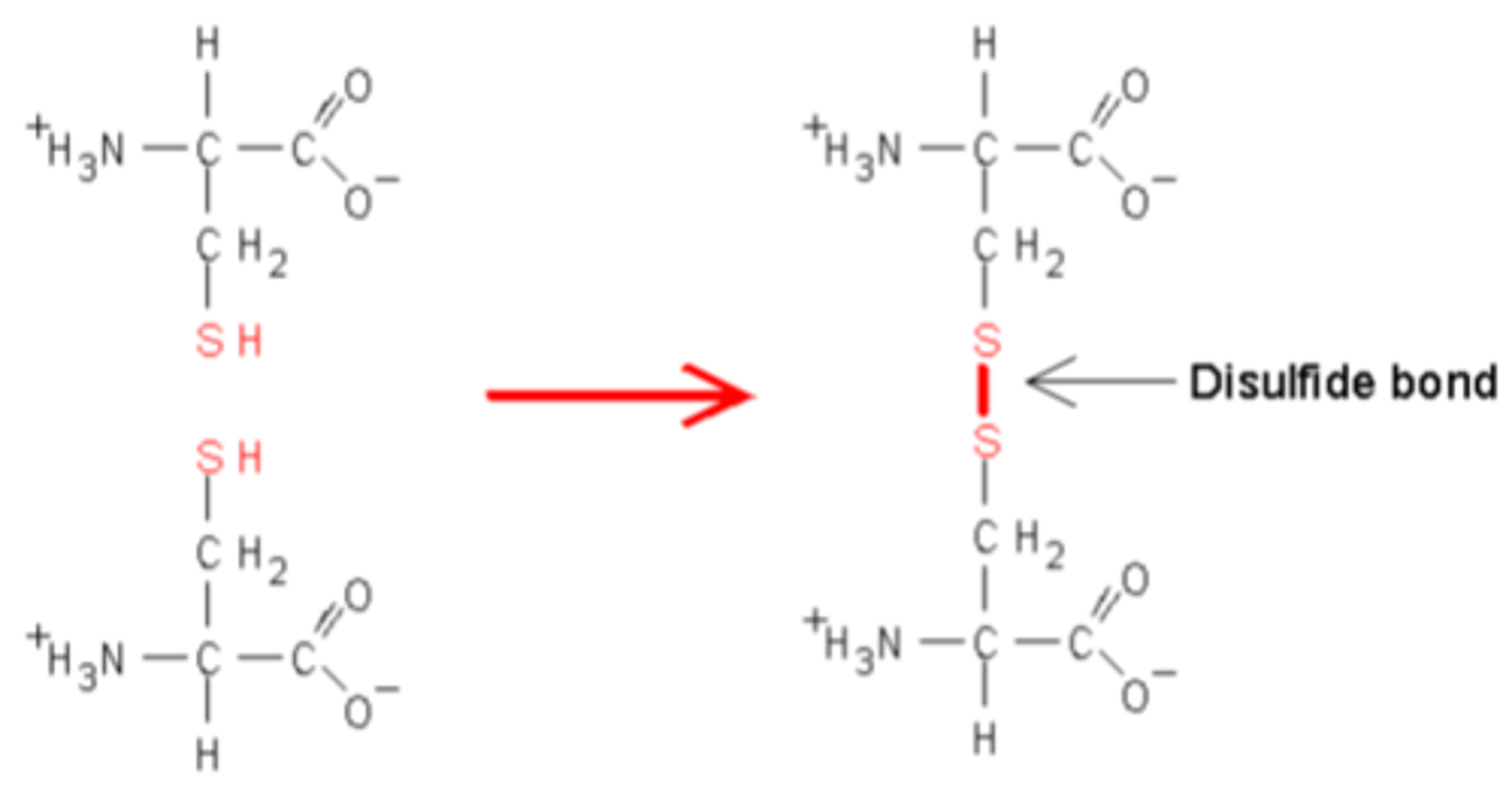 <p>● The sulfur-sulfur bonds that hold tertiary structures together</p><p>● They keep the protein structure stable by losing 2 hydrogen atoms</p>