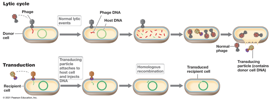 <ul><li><p><span style="font-family: Arial, sans-serif">Non-specific DNA from the host genome is packaged inside the virion</span></p><ul><li><p><span style="font-family: Arial, sans-serif">Donor genes will be lost without homologous recombination</span></p></li></ul></li><li><p>Caused by the lytic cycle</p><ul><li><p>Lytic: <span style="font-family: Arial, sans-serif">A virus is going to infect, replicate, and leave. Lytic cycle leads to the death of the host.</span></p></li></ul></li><li><p><span style="font-family: Arial, sans-serif">A bacteriophage is going to infect a bacterium carrying out its normal viral replication cycle, which we'll talk about more specifically. Typically, that involves breaking up all of the host DNA because it doesn't need it, and then replicating its own DNA. And then packaging of this new virus typically occurs just randomly, the virus structure is going to form around pieces of DNA. </span></p></li><li><p><span style="font-family: Arial, sans-serif">Sometimes these viruses mistakenly package around bacterial DNA. When that new bacteria phage leaves it carries bacterial DNA, it can bind to and begin to infect a new host. And when it inserts DNA, it's the </span><strong><span style="font-family: Arial, sans-serif">donor DNA</span></strong><span style="font-family: Arial, sans-serif"> and </span><strong><span style="font-family: Arial, sans-serif">not viral DNA</span></strong><span style="font-family: Arial, sans-serif">, thereby inserting linear DNA into a host. That linear DNA can then be incorporated into the chromosome by homologous recombination. So now you have successful transduction.&nbsp;</span></p></li></ul>