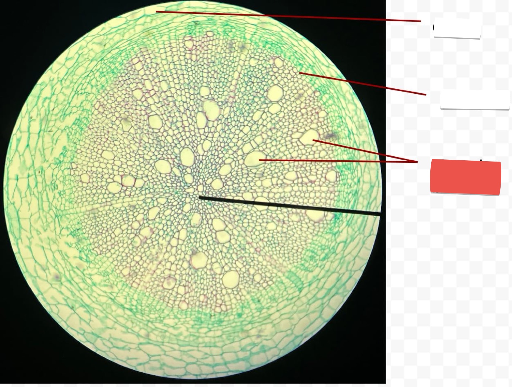<p>identify the part in red</p>