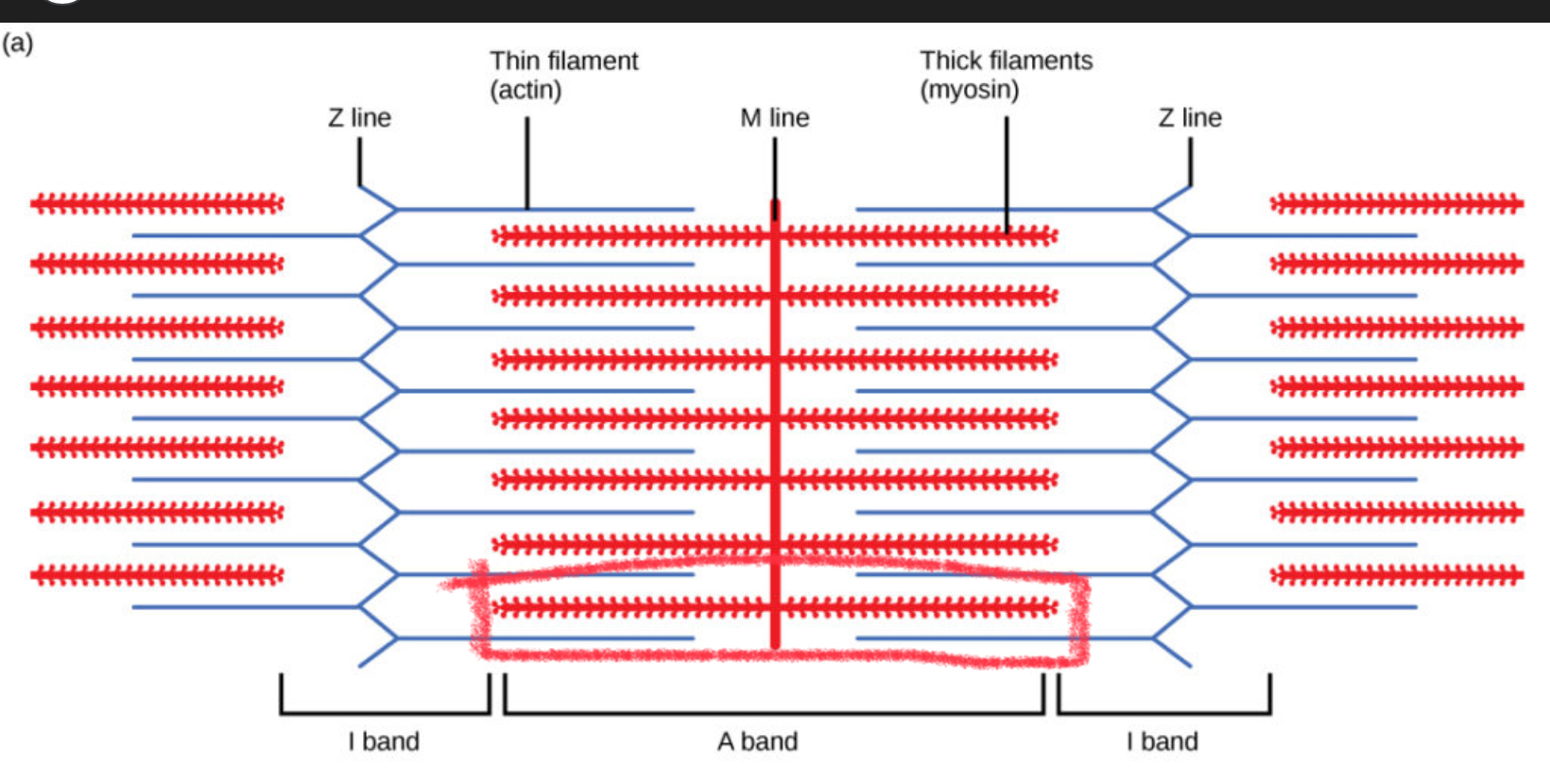 <p>The <strong>dark stripes</strong> in a muscle fiber where <strong>thick filaments (myosin)</strong> are found. They stay the <strong>same length</strong> during muscle contraction</p>