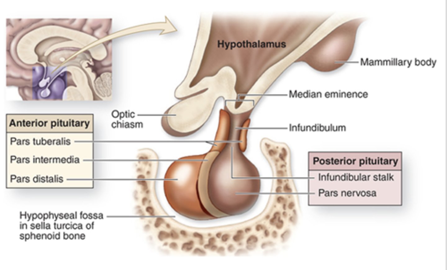 <p>What happens to the base of the hypophyseal (Rathke) pouch in the oral component during development?</p>