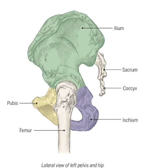 <p>Acetabulum</p>