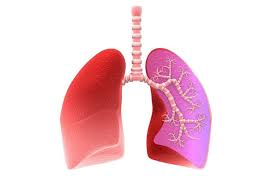 <p>the main organs of the respiratory system, spongelike</p>