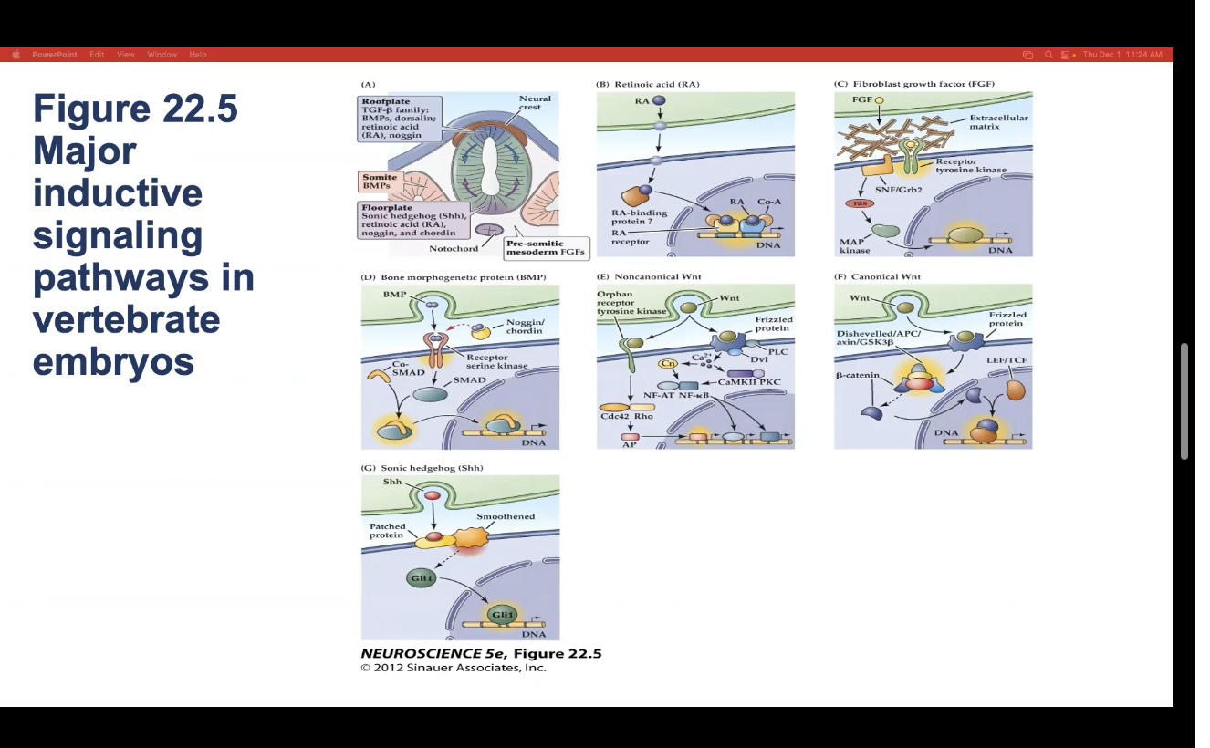 <p>7 types of major inductive signaling pathways in vertebrate embryos</p>