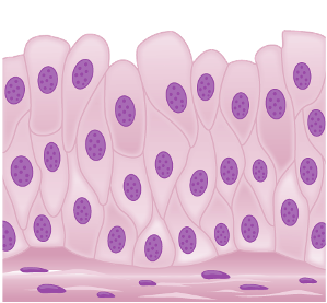 transitional cell shape