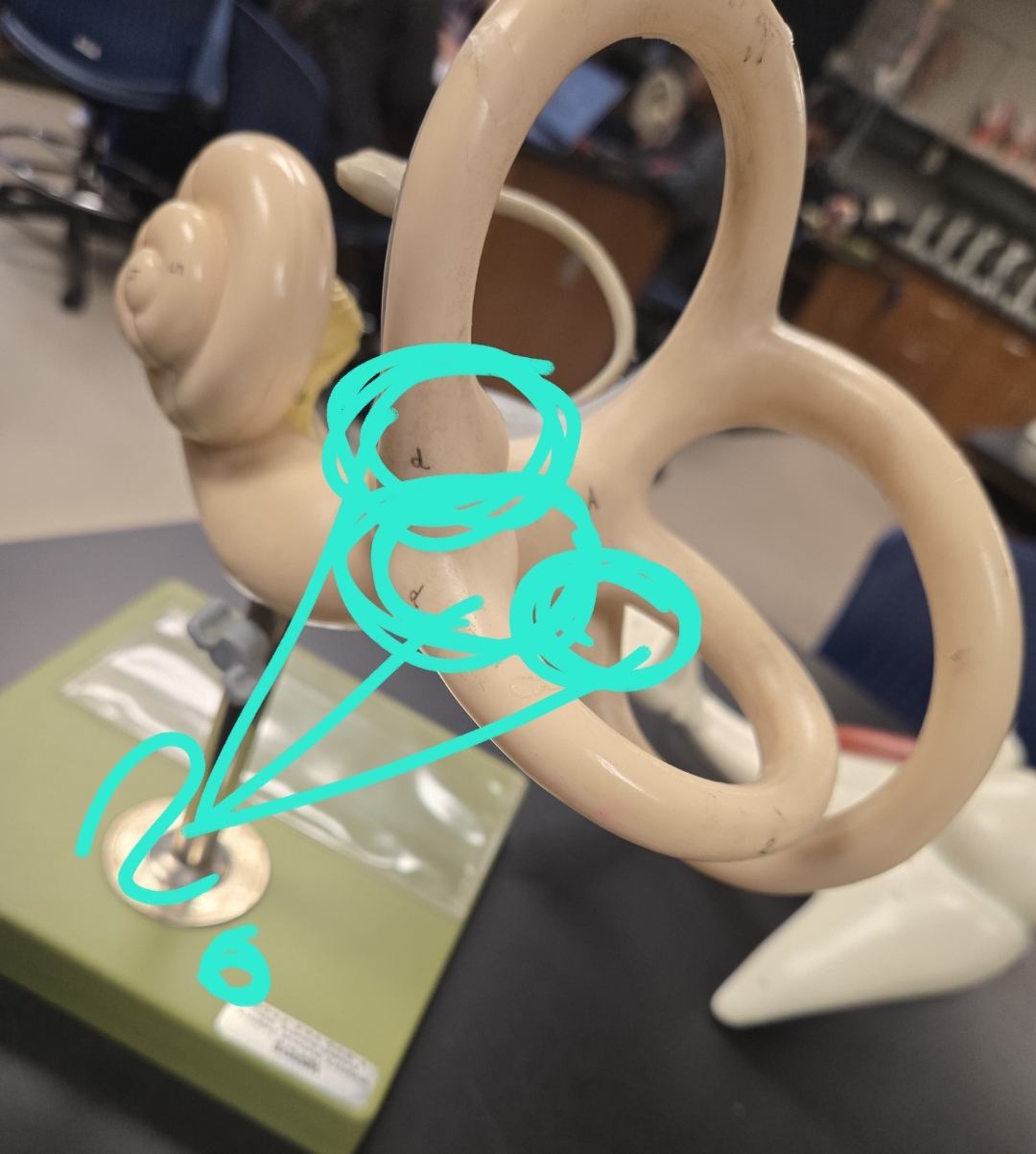 <p>Inner ear </p>