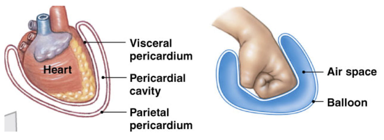 line body cavities and secrete *serous fluid* to reduce friction
