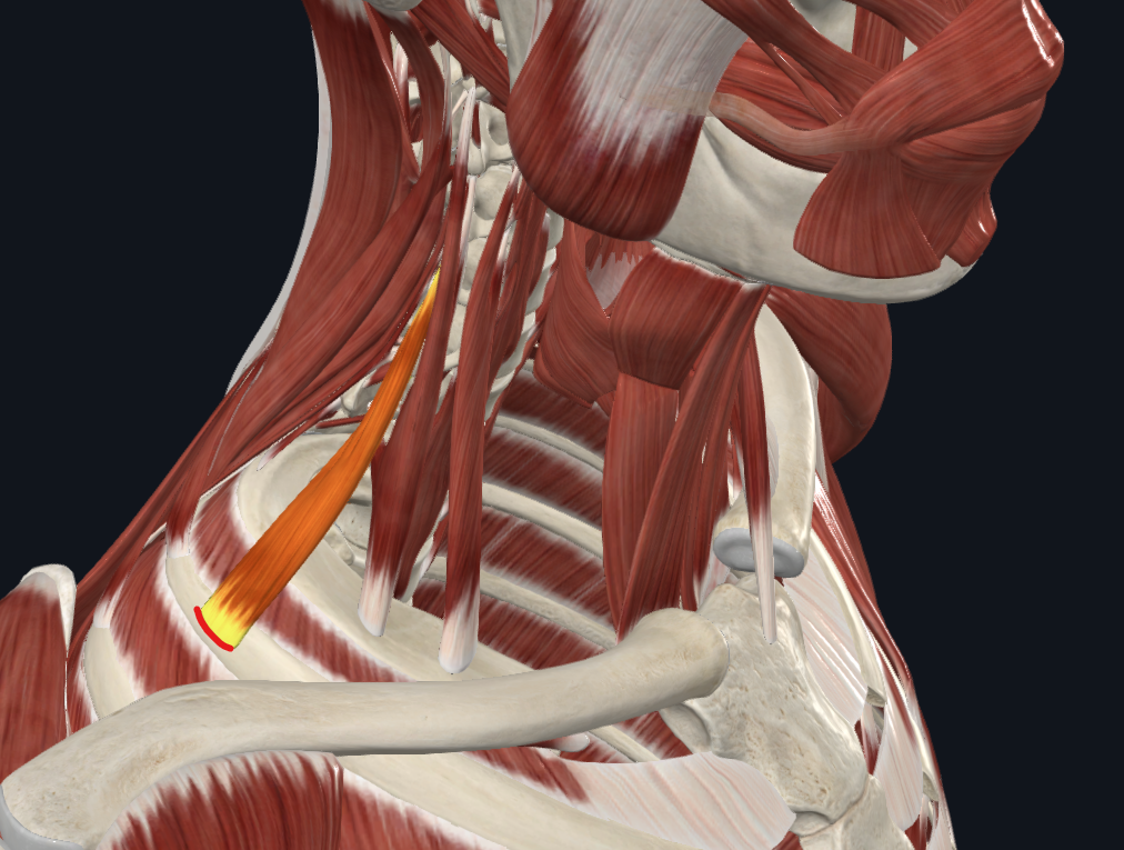 <p><strong>Nombre alterno: X</strong></p><p><strong><mark data-color="yellow" style="background-color: yellow; color: inherit">Orígen: </mark></strong><mark data-color="yellow" style="background-color: yellow; color: inherit">Tubérculos posteriores de las apófisis transversas de C4-C6</mark></p><p><strong><mark data-color="blue" style="background-color: blue; color: inherit">Inserción: </mark></strong><mark data-color="blue" style="background-color: blue; color: inherit">Cara superior de la segunda costilla</mark><strong><mark data-color="blue" style="background-color: blue; color: inherit"> (</mark></strong><mark data-color="blue" style="background-color: blue; color: inherit">Impresiones del músculo escaleno posterior)</mark></p><p><strong><mark data-color="red" style="background-color: red; color: inherit">Acción: </mark></strong></p><p><mark data-color="red" style="background-color: red; color: inherit">Punto fijo distal: Flexión lateral del cuello</mark></p><p><mark data-color="red" style="background-color: red; color: inherit">Punto fijo proximal: Eleva la segunda costilla</mark></p><p><mark data-color="red" style="background-color: red; color: inherit"><u>Cuando te da hipo</u></mark></p><p><strong><mark data-color="purple" style="background-color: purple; color: inherit">Inervación: </mark></strong><mark data-color="purple" style="background-color: purple; color: inherit">Nervios cervicales C4-C6</mark><strong><br><mark data-color="green" style="background-color: green; color: inherit">Relaciones: </mark></strong><mark data-color="green" style="background-color: green; color: inherit">Adelante nervio frénico, plexo braquial</mark></p><p><strong>Notas:</strong></p><p></p>