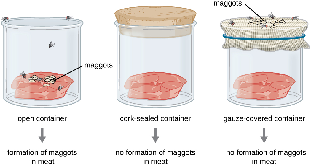 <ul><li><p>Theory that living organisms can arise from non-living matter, without the need for pre-existing life. </p></li><li><p>Disproved by Louis Pasteur's experiments, which showed that life only comes from pre-existing life.</p></li></ul>