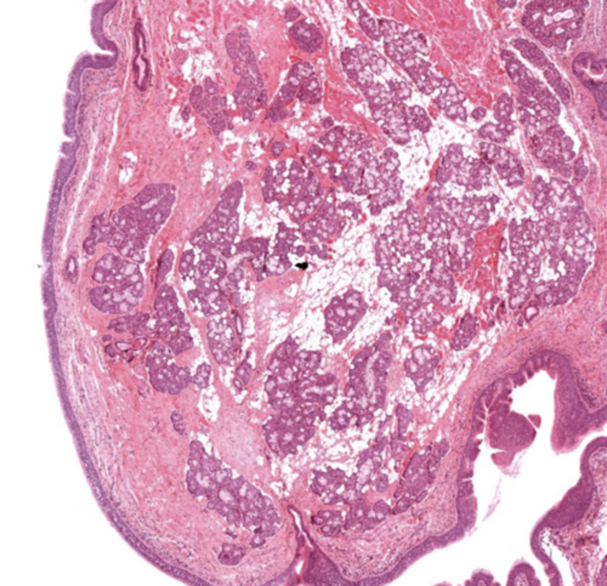 <p>Identify the image</p>