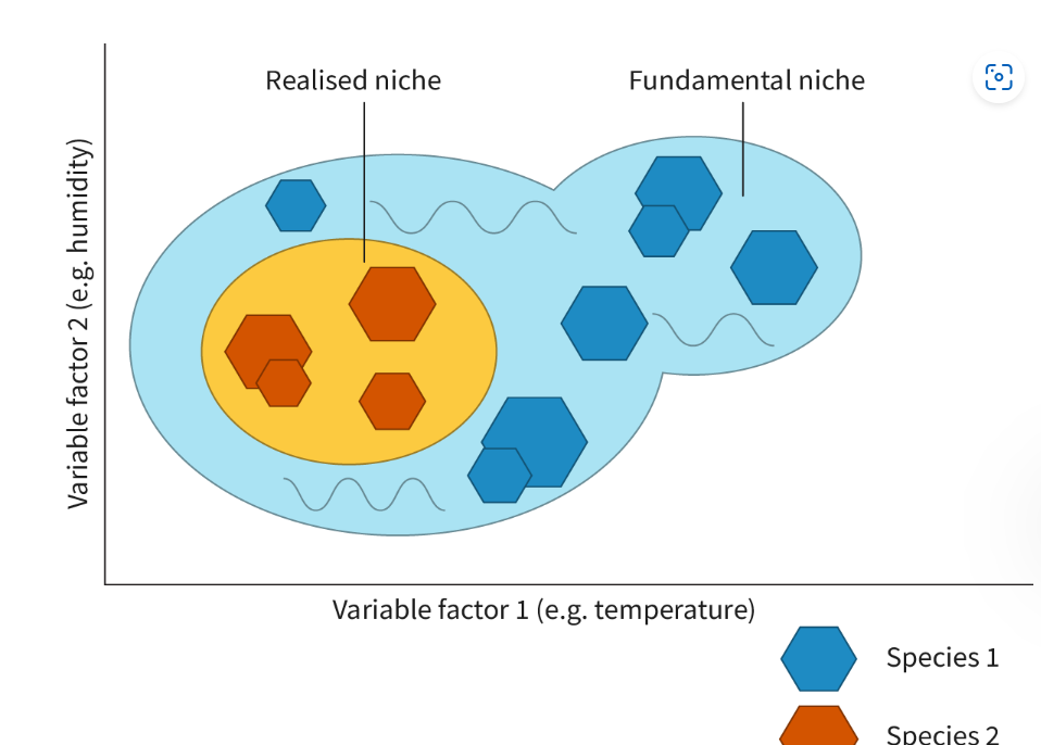 <ul><li><p><strong>Fundamental Niche</strong>: The full potential range of conditions and resources an organism can use.</p></li><li><p><strong>Realized Niche</strong>: The actual conditions and resources used by an organism in the presence of other species.</p></li></ul><p><strong>Fundamental Niche</strong>:</p><ul><li><p><strong>Definition</strong>: The fundamental niche represents the full range of environmental conditions and resources an organism could theoretically use without the influence of other species. It encompasses all the potential habitats and resources that the species can utilize in the absence of competition, predation, or other biotic factors.</p></li><li><p><strong>Example</strong>: A plant species might have a fundamental niche that includes a wide range of soil types and moisture levels, assuming no other plants are competing for these resources.</p></li></ul><p><strong>Realized Niche</strong>:</p><ul><li><p><strong>Definition</strong>: The realized niche is the actual niche that a species occupies in the presence of biotic interactions such as competition, predation, and disease. It is often smaller than the fundamental niche because of these interactions.</p></li><li><p><strong>Example</strong>: The same plant species might only be found in specific soil types and moisture levels in a natural ecosystem due to competition with other plant species and limited resources.</p></li></ul><p></p>