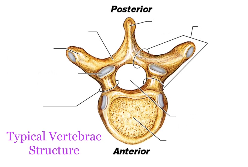 <p>Typical Vertebrae: </p>