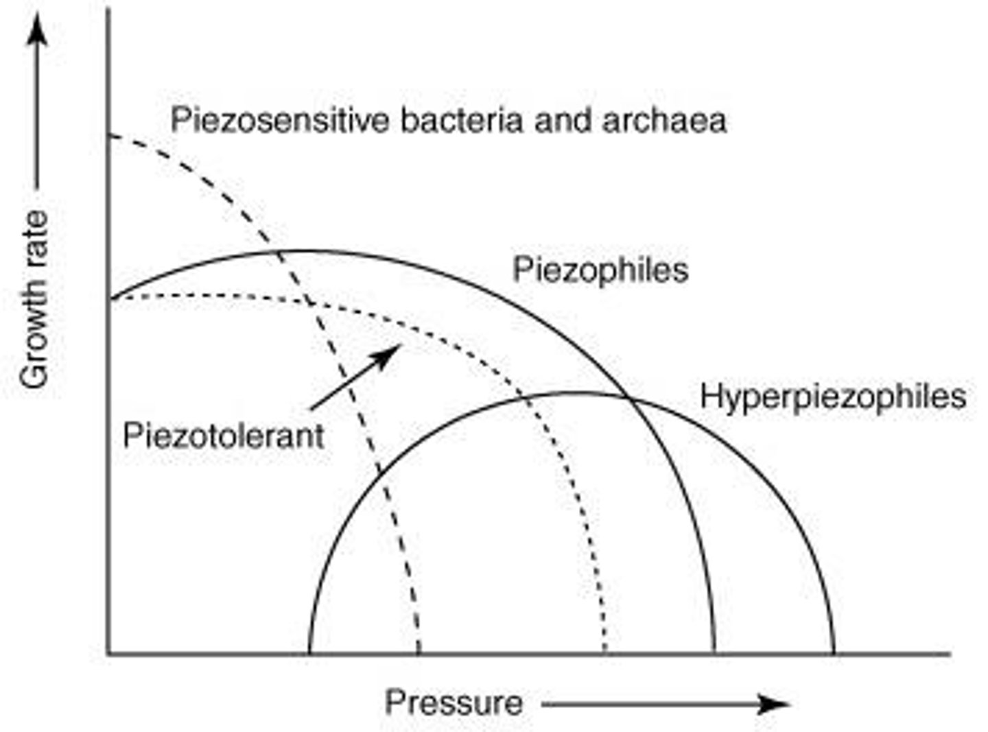 <p>Microbes that live in high-pressure environments, such as deep ocean biospheres.</p>