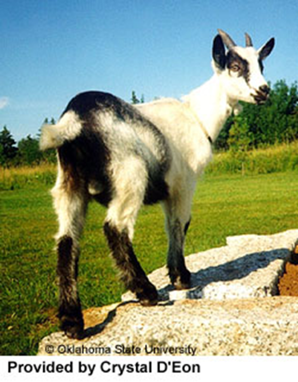 <ul><li><p><span>excellent milkers and usually have large, well-shaped udders with well-placed teats of desirable shape</span></p></li><li><p><span>both sexes are generally short haired, but bucks usually have a roach of long hair along the spine</span></p></li></ul><p></p>