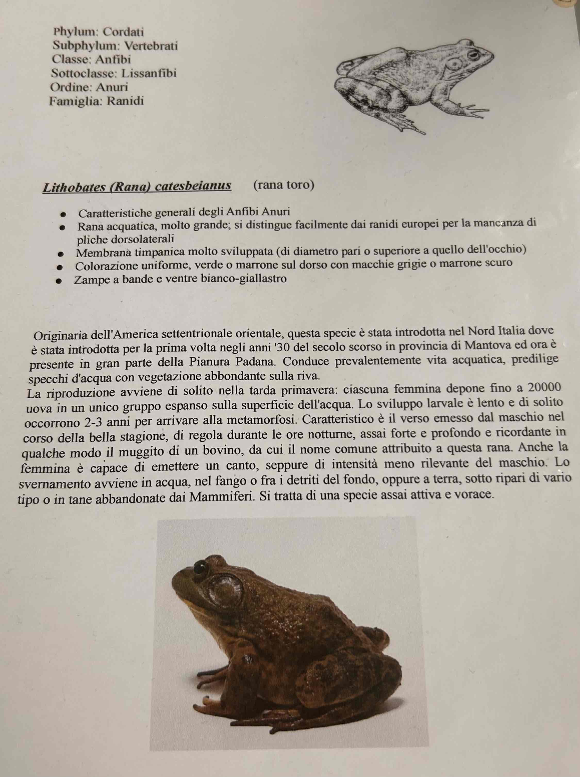 <p>Cordati</p><p style="text-align: start">Vertebrati</p><p style="text-align: start">Gnatostomi</p><p style="text-align: start">Tetrapodi</p><p style="text-align: start">Anfibi</p><p style="text-align: start">Anuri</p><p style="text-align: start">Lithobates (Rana) catesbeianus [rana toro]</p>