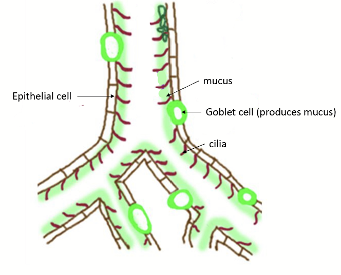 <p>The trachea and primary bronchi are lined by a layer of epithelial cells (goblet cells) that often have minute hair-like structures, called cilia, projecting from their surface.</p><p>These cells also secrete mucus that is continuously transported like an escalator in an upward direction (away from the lungs) by the coordinated movement of the cilia.</p><p>This process serves as an efficient filter for dust particles that attach to the walls, as the turbulent air flows in and out of the air passage.</p>
