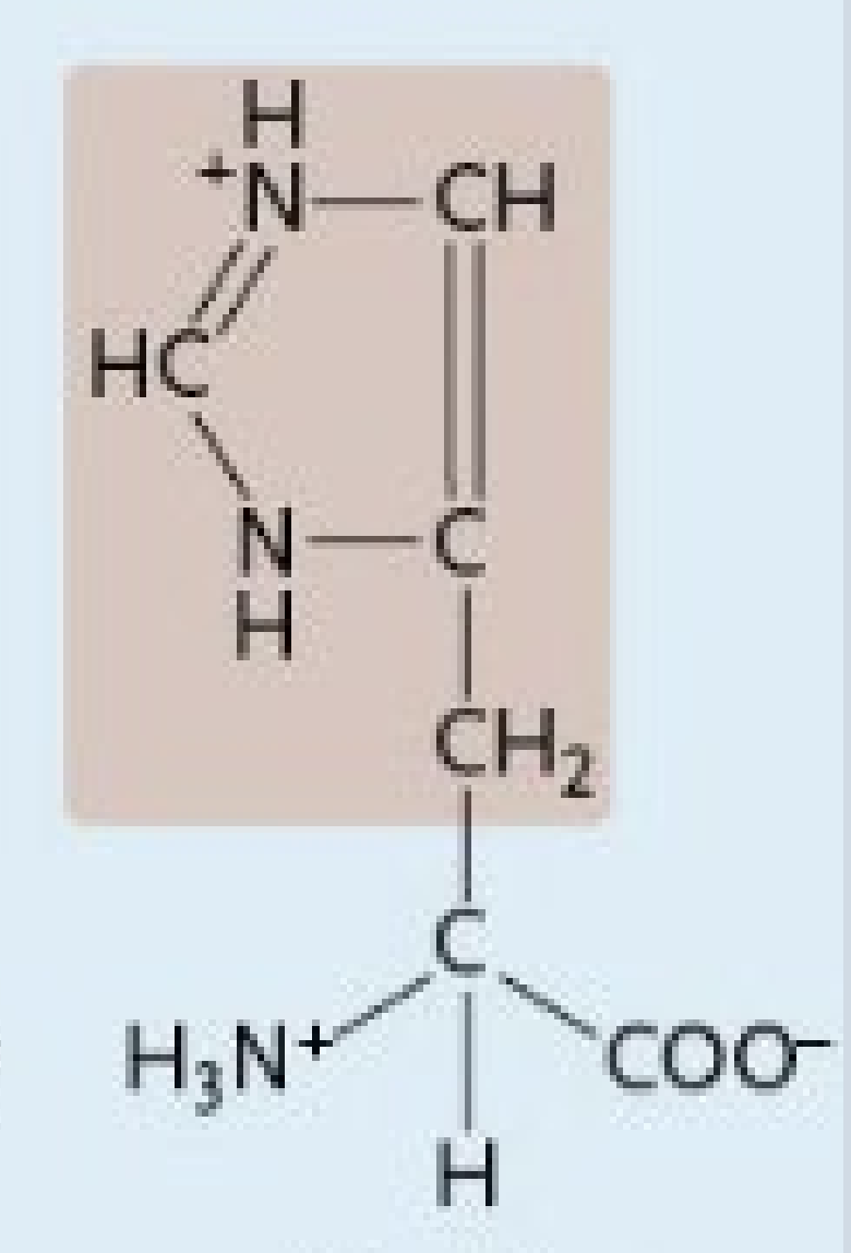 <p>A positively charged amino acid</p>