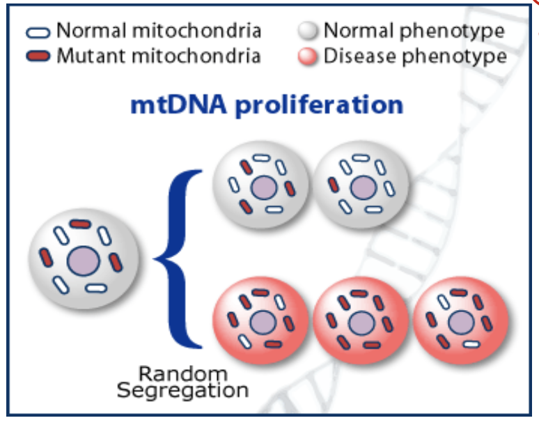 <p>a given mutant load does not exact the same phenotypic conseuqneces on different tissues.</p><p>ex: muscle cell vs skin cell</p><ul><li><p>skin cell doesn’t use as much mito, so it has a higher threshold of defective mtDNA</p></li><li><p>muscle relies heavily on mitochondria, so it has a lower threshold for error</p></li></ul>