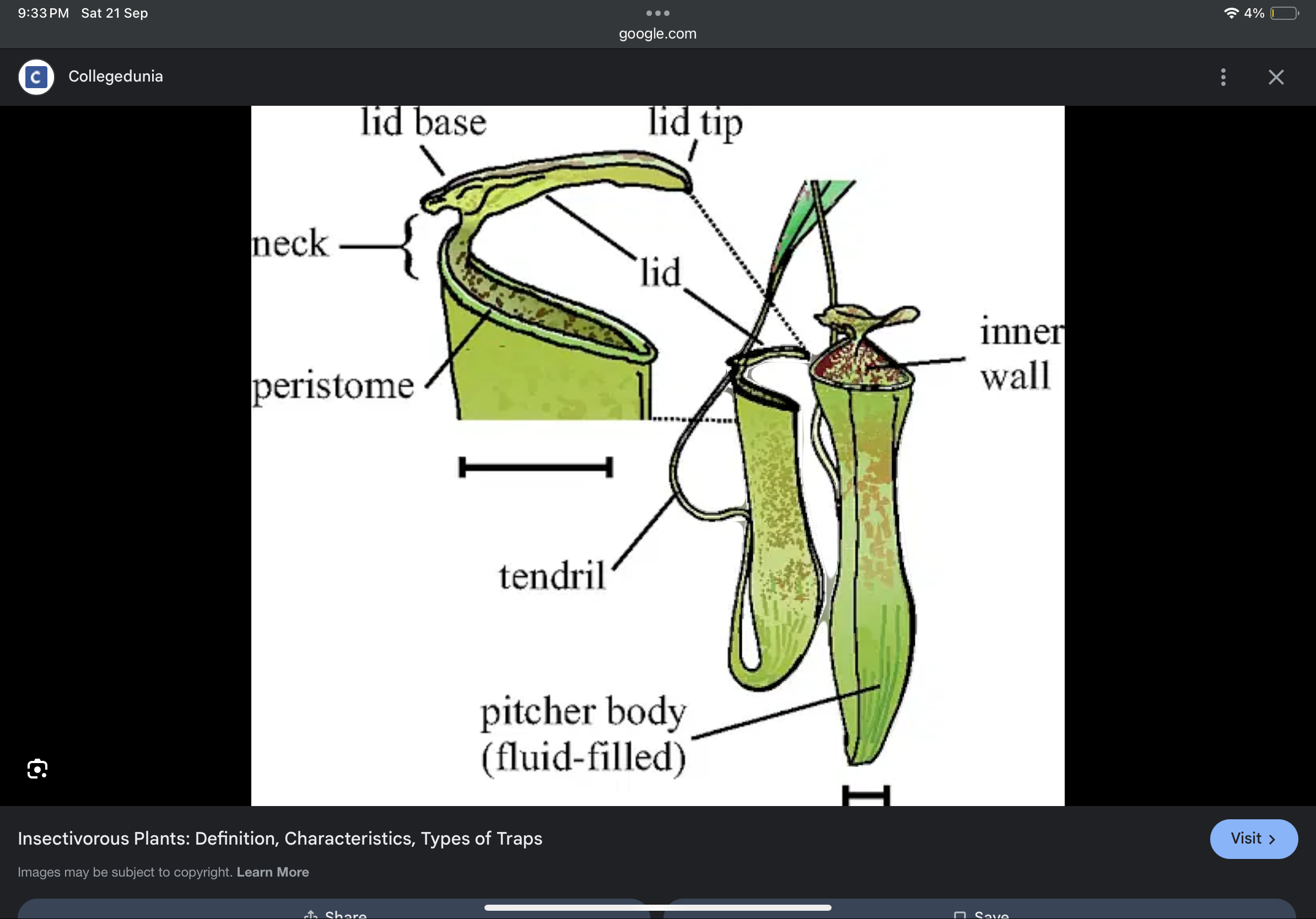 <p>Gets their nutrion of insects. For exa The pitcher plant gets nitrogen from insects</p>