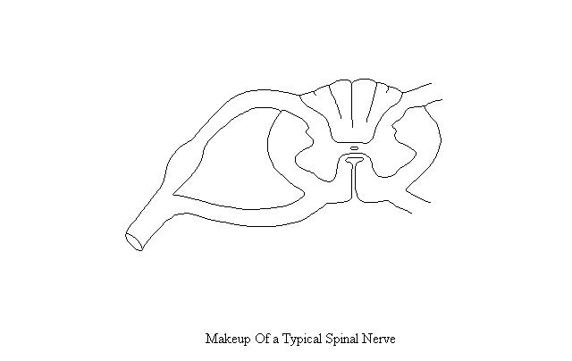 <p>Draw how lower motor neurons leave</p>