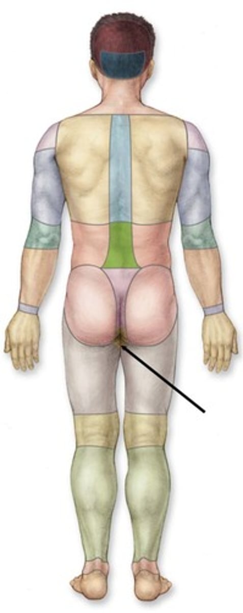 knowt flashcard image