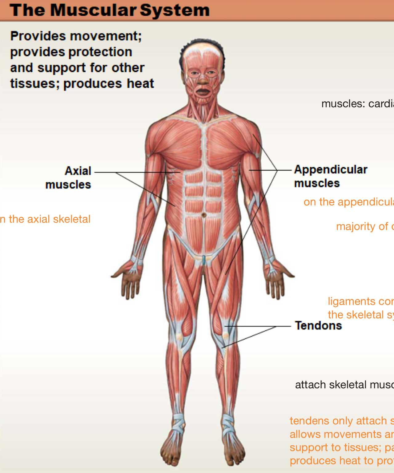 <p>provides movement; provides protection and support for other tissues; produces heart</p>