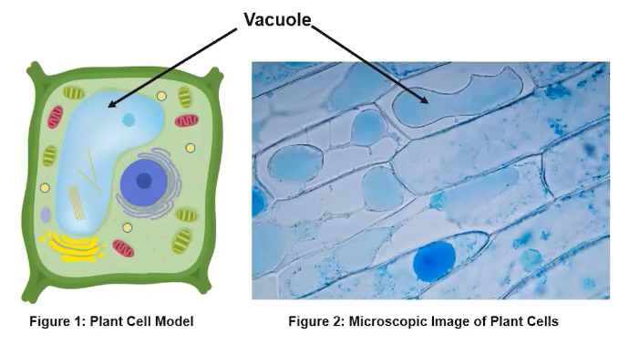 <ul><li><p><span style="font-family: Arial; font-size: 14.67px;">Membrane-bound sacs found in eukaryotic cells</span></p></li><li><p><span style="font-family: Arial; font-size: 14.67px;">Play variety of roles ranging from storage of water and other macromolecules to the release of waste from a cell</span></p></li></ul><p></p>