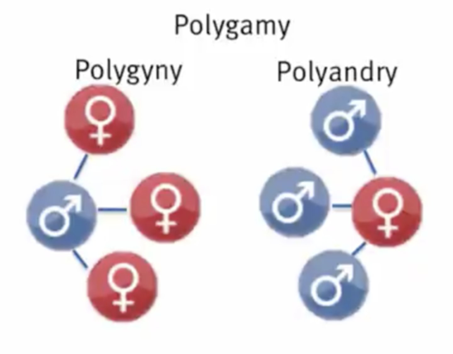 <p>polygyny</p>