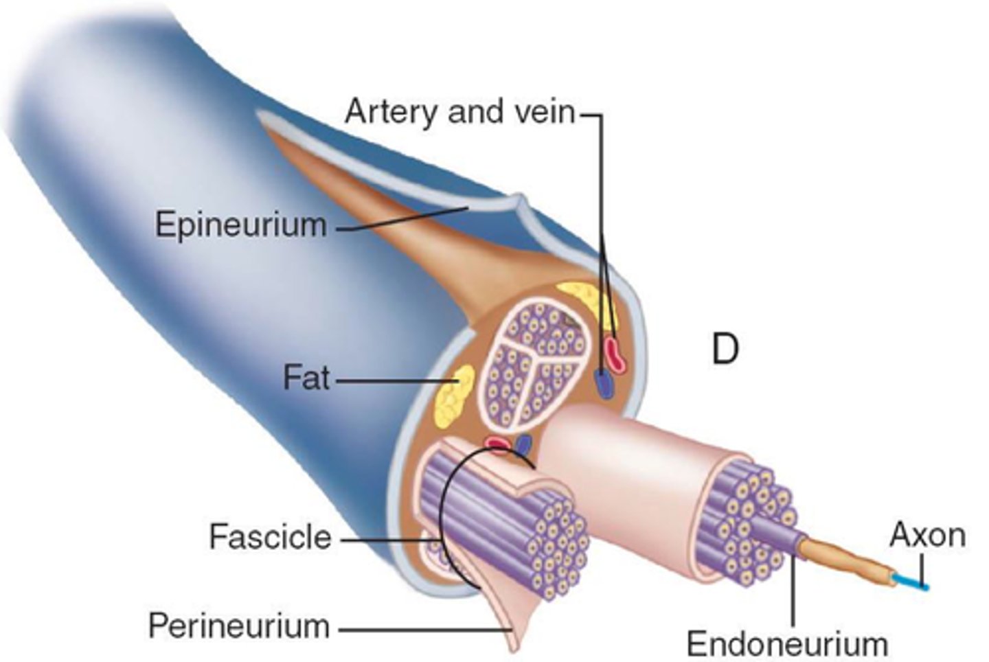 <p>inner-most layer of LOOSE connective tissue that encompasses individual axons</p>