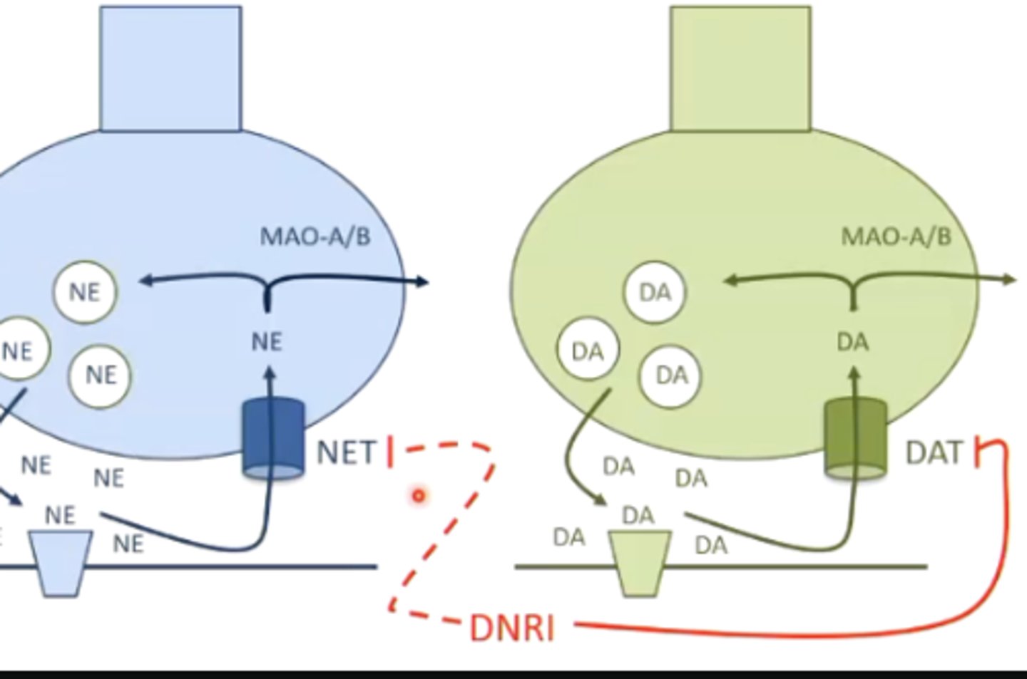 <p>inhibition of the dopamine transporter, therefore increasing dopamine signaling </p><p>it may also inhibit the norepinephrine transporter/reuptake, but not as much as dopamine </p>