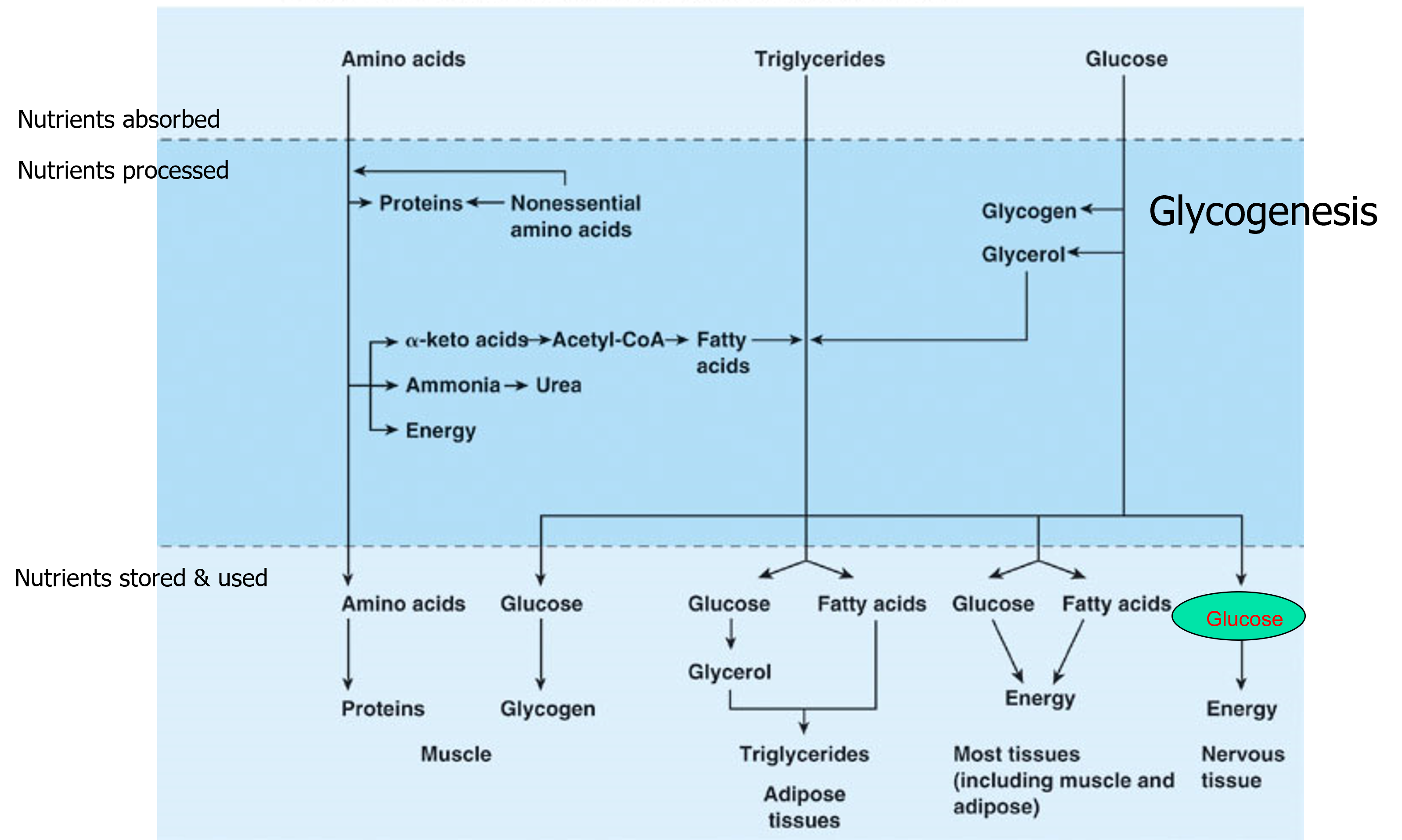 the period immediately after eating where nutrients are absorbed through the intestinal wall into the circulatory and lymphatic systems (occurs about 4 hours after each meal)