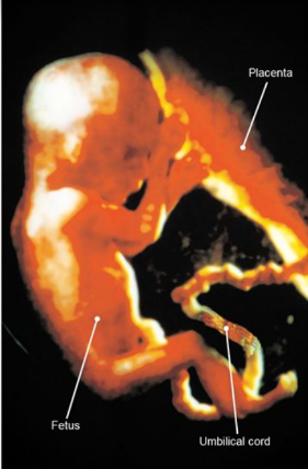 The placenta is the specialized organ that enables the exchange of nutrients from the mother to the fetus and wastes from the fetus to the mother. 

* The placenta also has an endocrine role, producing hormones that enable the pregnancy to be maintained. 
* It develops when finger-like projections of the fetal chorion (the chorionic villi) grow into the endometrium of the uterus containing the numerous capillaries connecting the fetal arteries and vein. 
* The close proximity of the fetal and maternal blood vessels allows for the exchange of oxygen, nutrients, and wastes between the maternal and fetal blood.