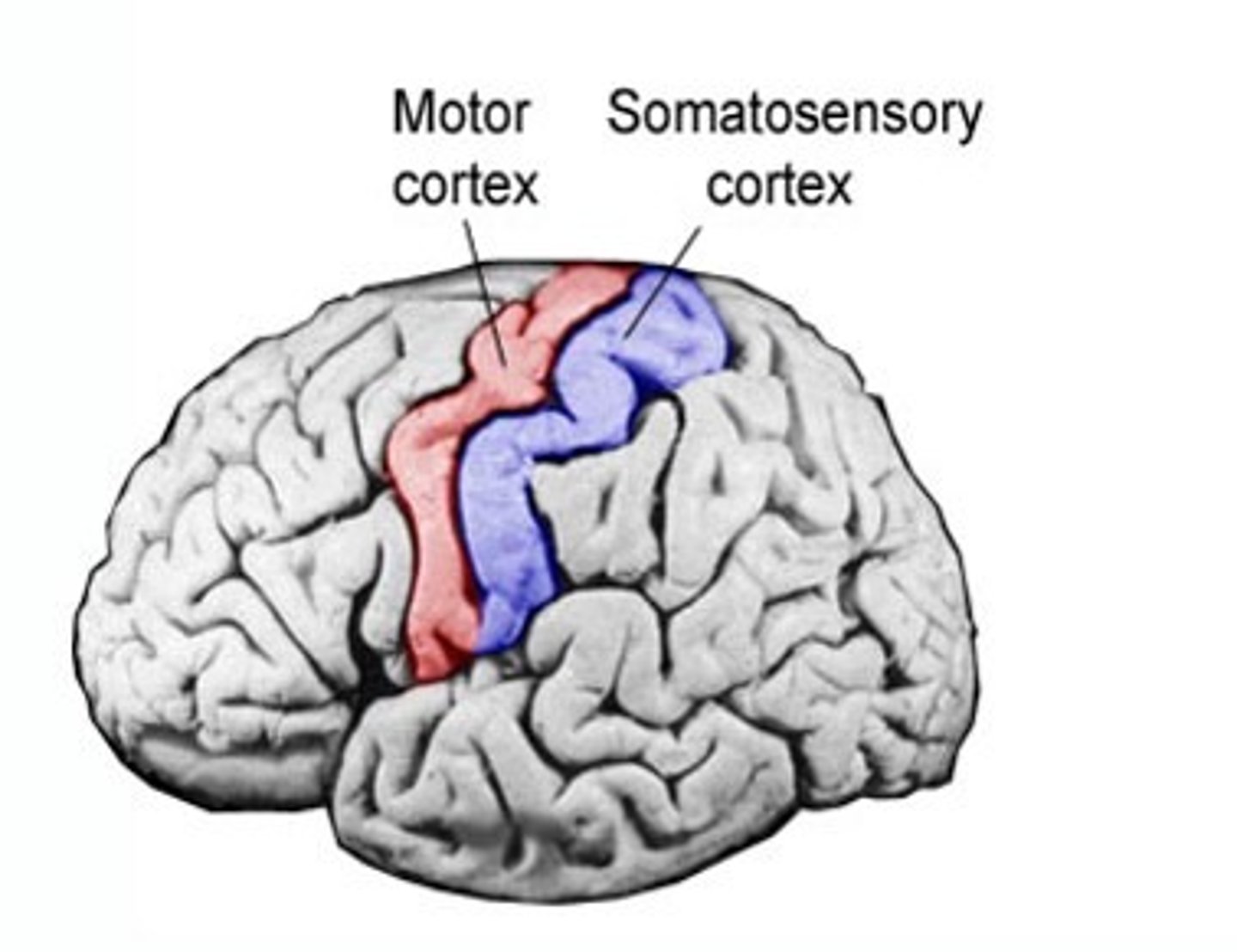 <p>work together to create awareness of the world; motor cortex (frontal lobe) sends message for action, SS cortex (parietal lobe) confirms action was done through touch</p>