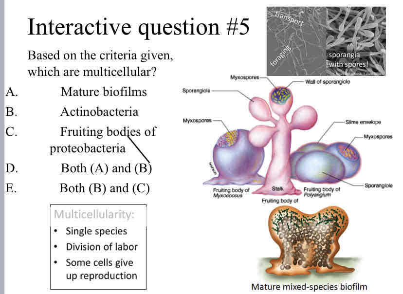 <p>Practice Question (Bacteria) - Based on the criteria given, which are multicellular?</p>