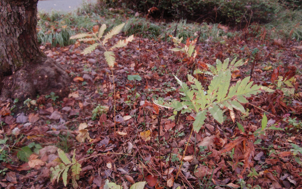 <p>running fern, not from a central rosette, separate sterile and fertile fronds</p>