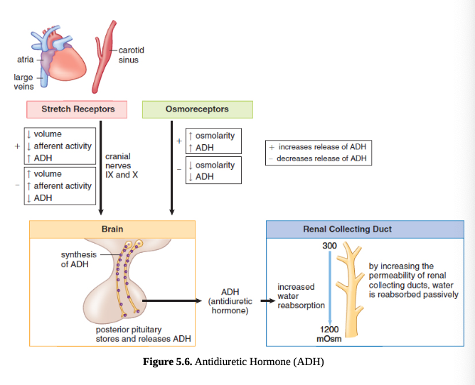 <p>[Posterior] ADH </p>